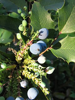 Mahonia ostrolistna - owoce