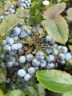 Mahonia ostrolistna - owoce