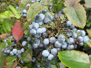 Mahonia ostrolistna - owoce