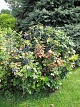 Mahonia ostrolistna
