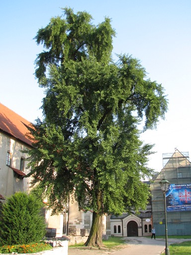 Miorzb dwuklapowy