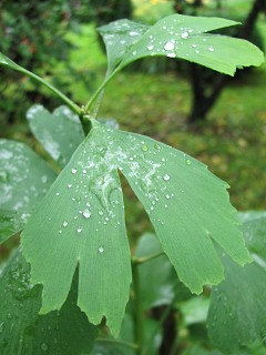 Miorzb dwuklapowy - licie