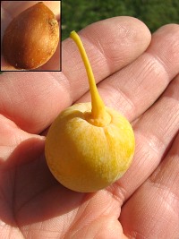 Miorzb dwuklapowy - nasiona