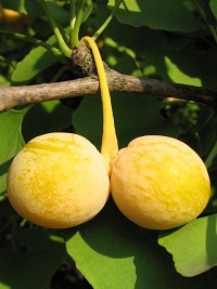 Miorzb dwuklapowy - nasiona
