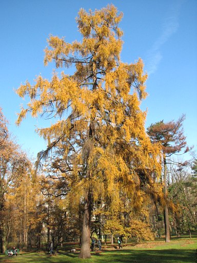 Modrzew europejski