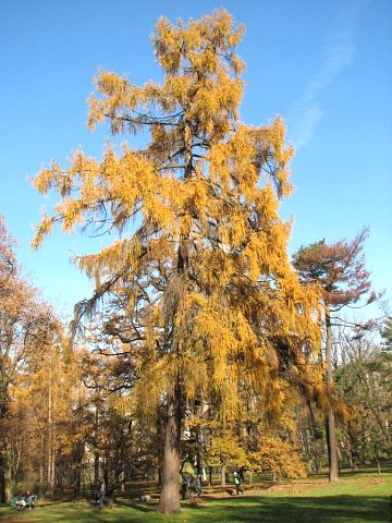 Pokrj modrzewia europejskiego