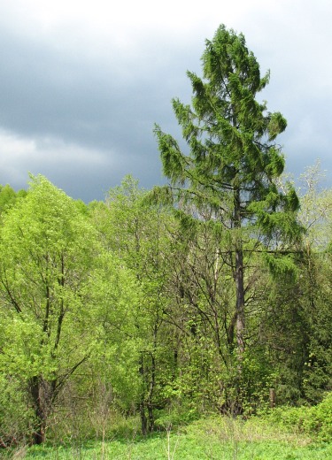 Pokrj modrzewia europejskiego