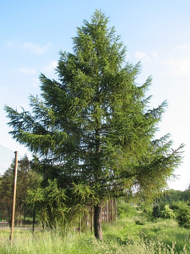 Modrzew japoski
