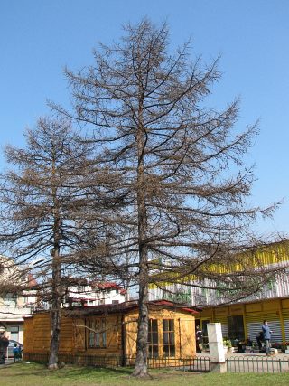Modrzew japoski - pokrj