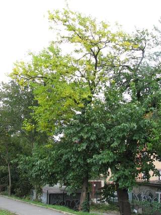 Morwa czarna