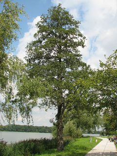 Olsza czarna