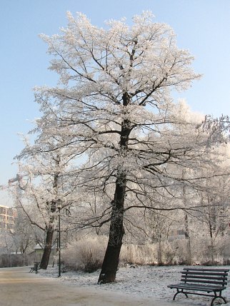 Pokrj olszy czarnej
