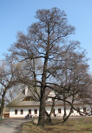 Pokrj olszy czarnej