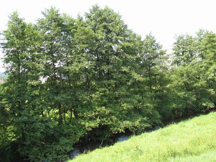 Olsza czarna w naturalnym siedlisku