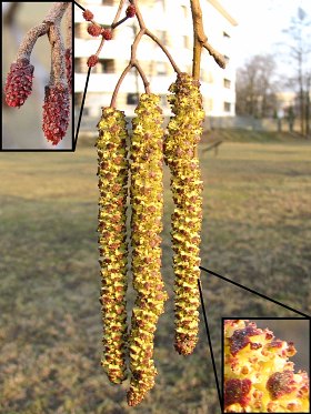 Kwiaty olszy czarnej