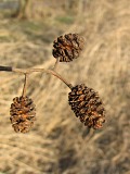 Olsza czarna - owoce