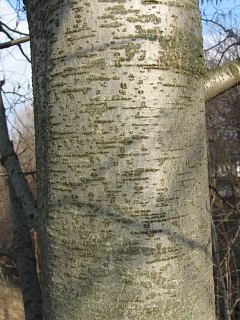 Kora olszy szarej