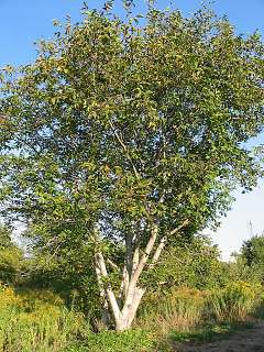 Orzech woski - pokrj