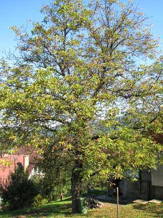 Orzech woski