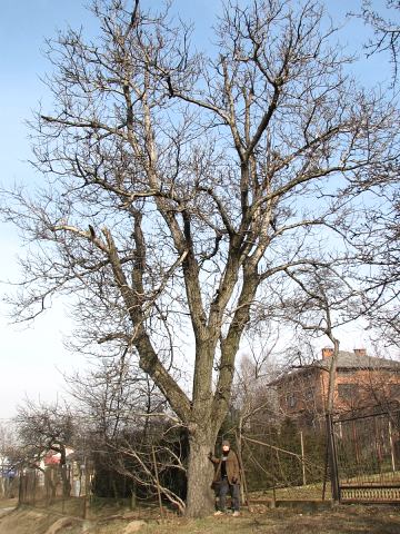 Orzech woski - pokrj