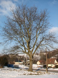 Orzech woski - pokrj