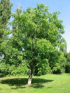 Orzech woski - pokrj