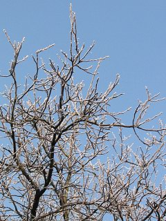 Orzech woski - gazki