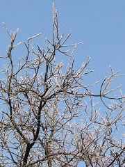 Orzech woski - gazki