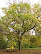Orzech woski