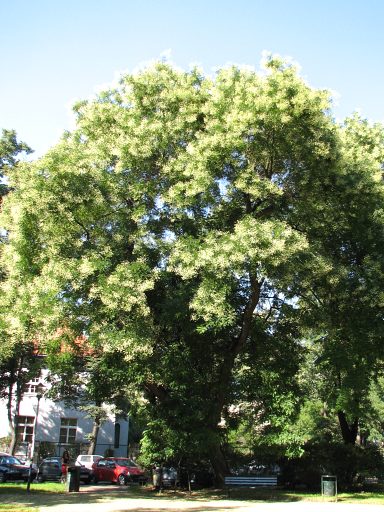 Perekowiec japoski