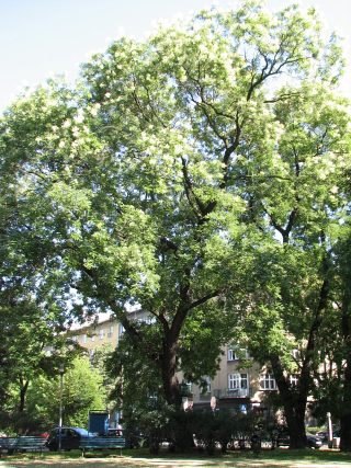 Perekowiec japoski - pokrj