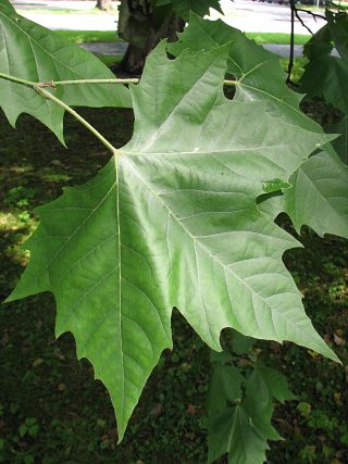 Licie platana klonolistnego