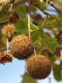 Owocostany platana klonolistnego