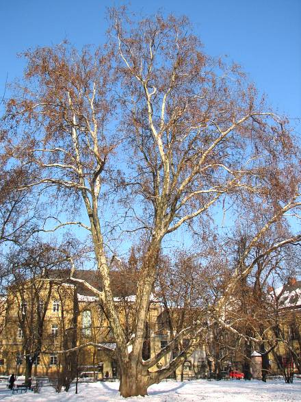 Platan klonolistny