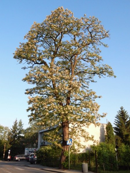 Robinia akacjowa