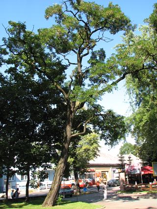 Robinia akacjowa