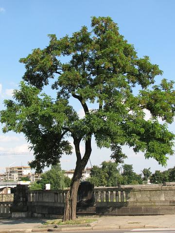 Robinia akacjowa