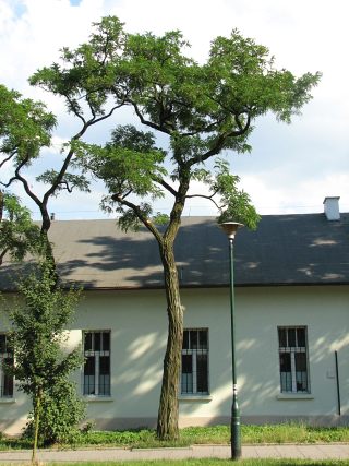 Robinia akacjowa