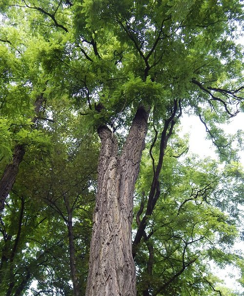 Robinia akacjowa