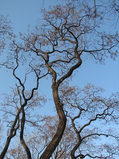 Robinia akacjowa