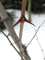 Robinia akacjowa - ciernie
