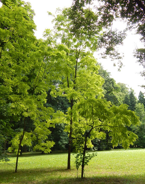 Robinia akacjowa odm. Frisia