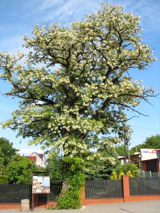 Robinia akacjowa w kwiatach