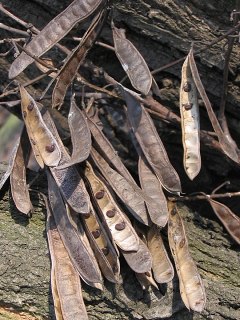 Robinia akacjowa - owoce