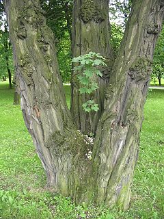 Wielokrotny pie robinii akacjowej z zasiedlajcym go maym klonem
