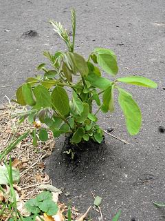 Robinia akacjowa wyrastajca spod asfaltu