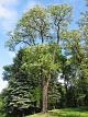 Robinia akacjowa