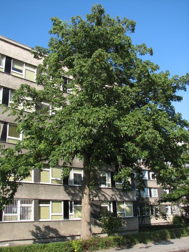 Skrzydorzech kaukaski