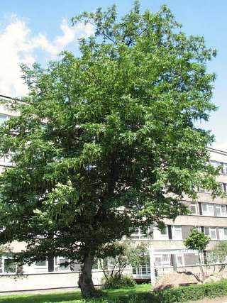 Skrzydorzech kaukaski