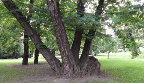 Skrzydorzech kaukaski